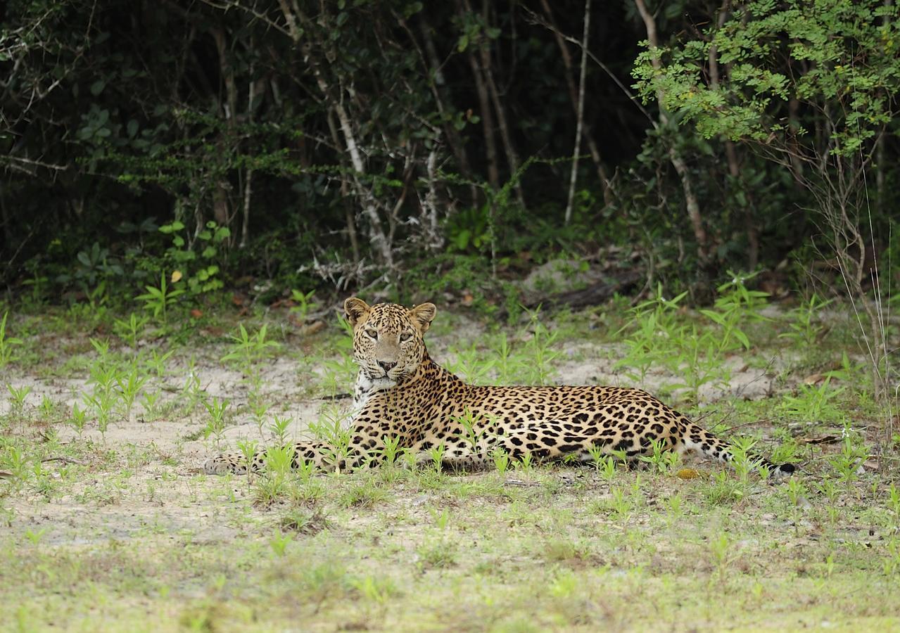 The Backwaters 3* Wilpattu